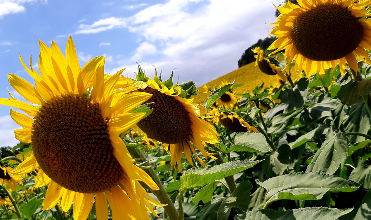 I girasoli che si alternano con le vigne nei pressi di Montedinove