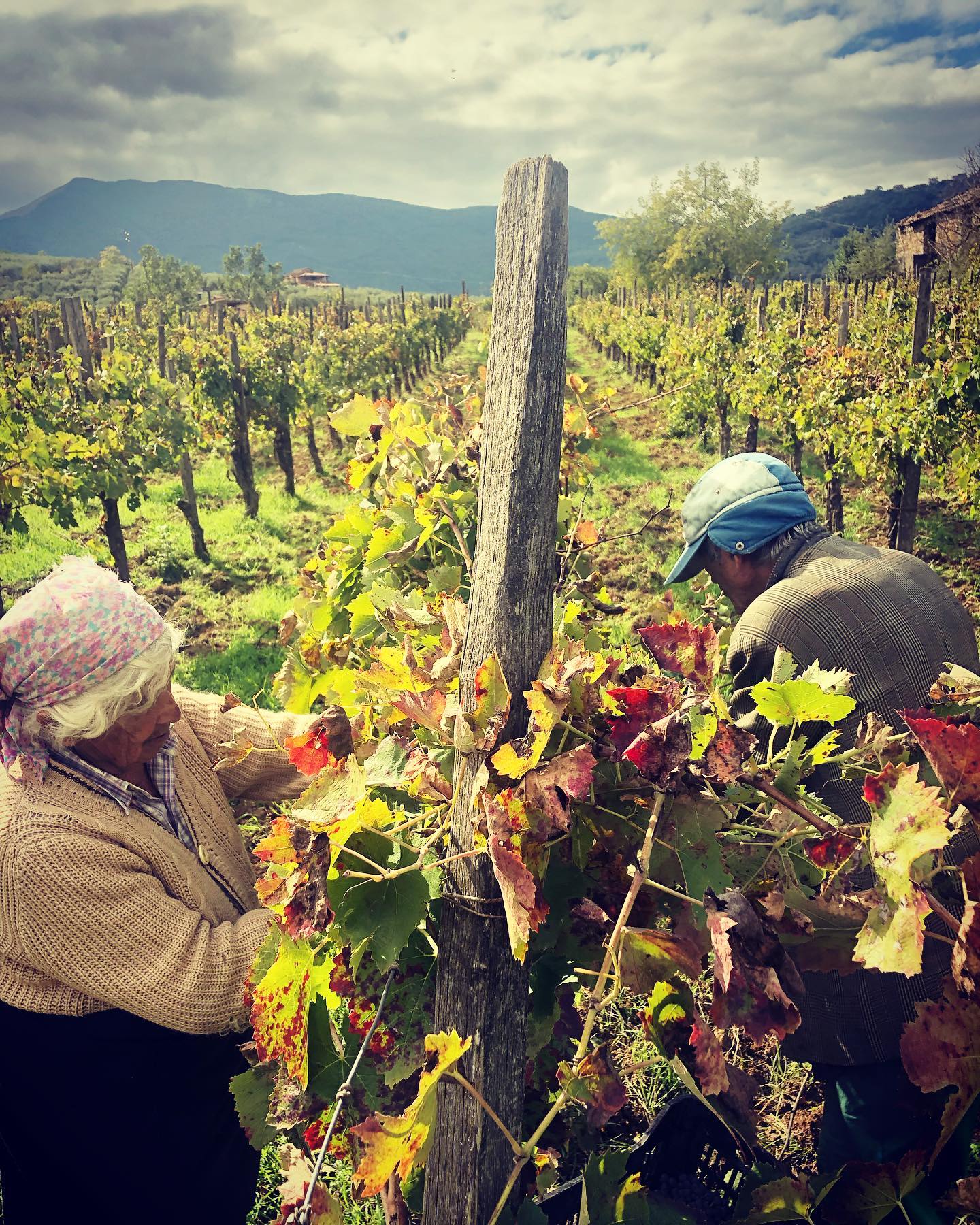 La vendemmia in vigna di Francesca Fiasco