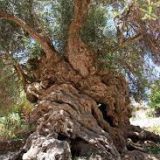 Christina Chrisoula, Creta, il suo olio e il suo sogno 2022,una pianta di olivo simbolo di Creta
