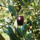 Le olive sane di Creta e d'intorni