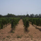 La vigna Cantina Fatalone , Autentico, Biologico, Sostenibile