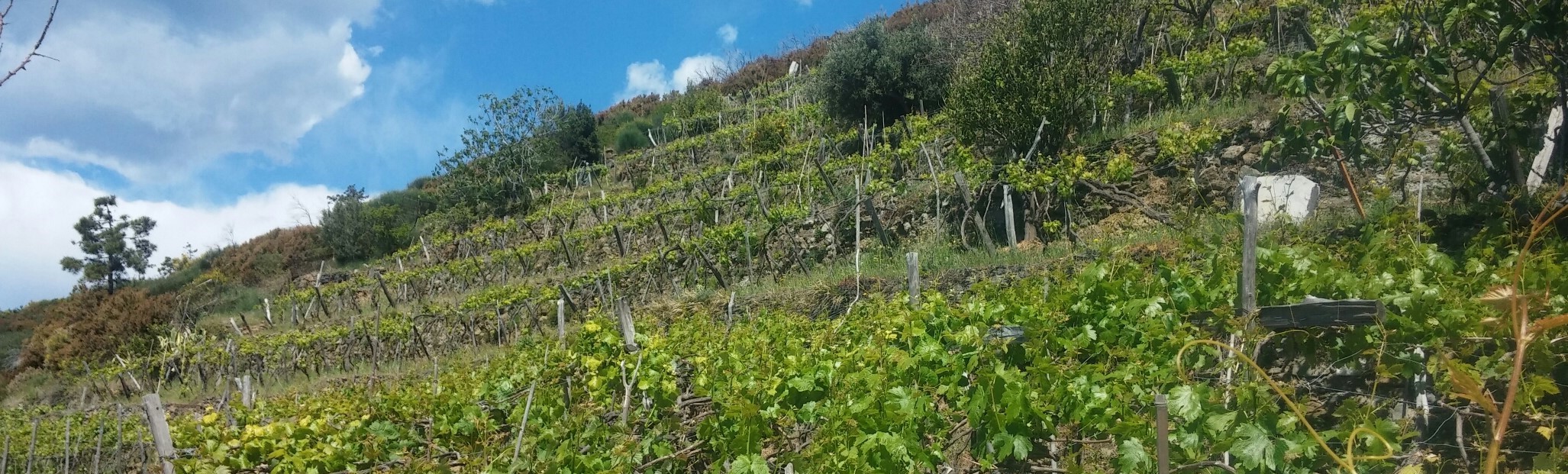 Alcune vigne di CàduFerrà 