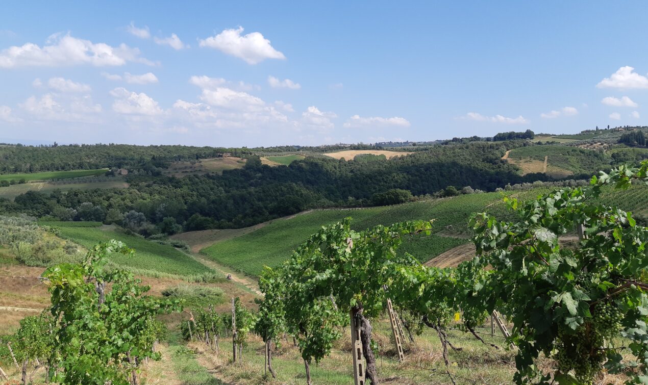 Le vigne della Tenuta Moriniello e il panorama sulle colline toscane