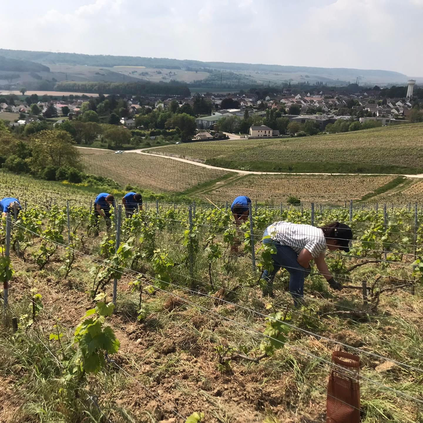 La vendemmia in champagne, articolo: Champagne Experience 2023, dove le bollicine regnano