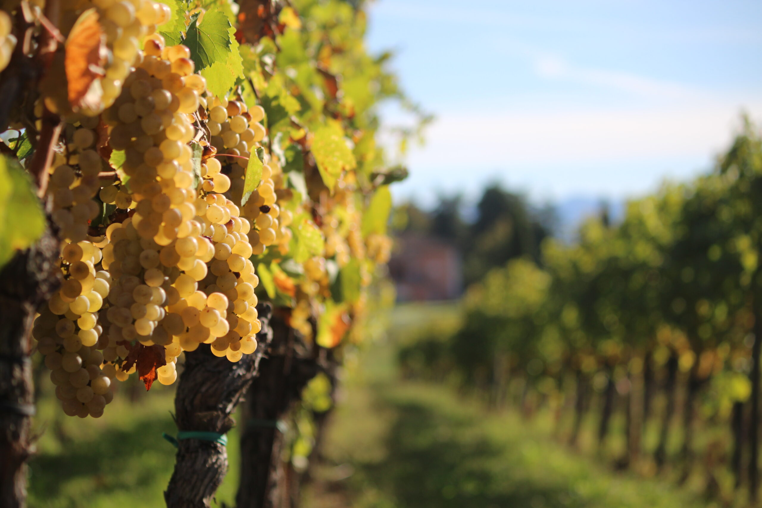 Vigna dell'azienda agricola Castello di Spessa, foto da comunicato stampa