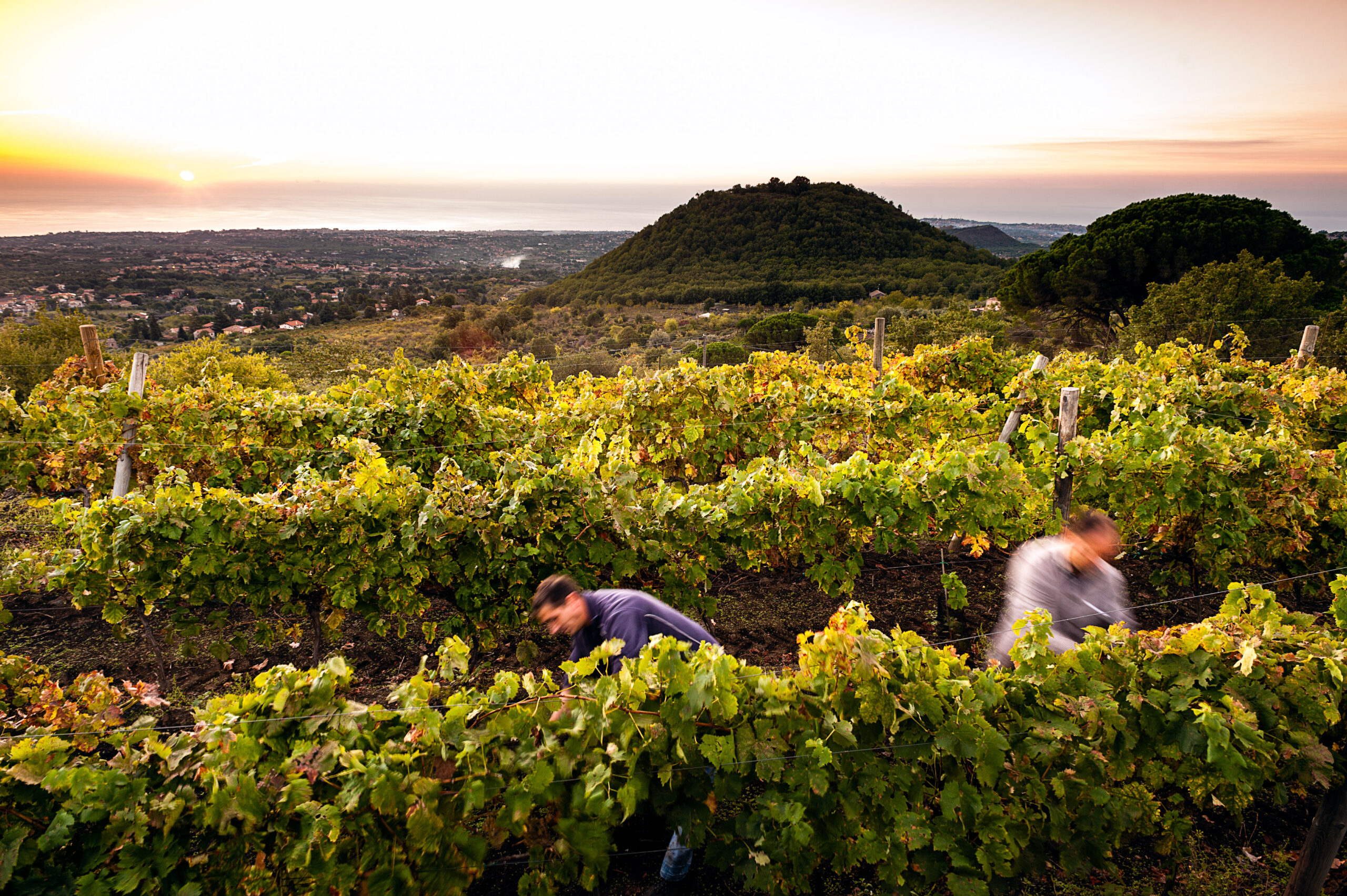 La Denominazione di Origine Controllata dei vini Etna nasce nel 1968, come la prima fondata in Sicilia e tra le prime create in Italia, foto da comunicato stampa
