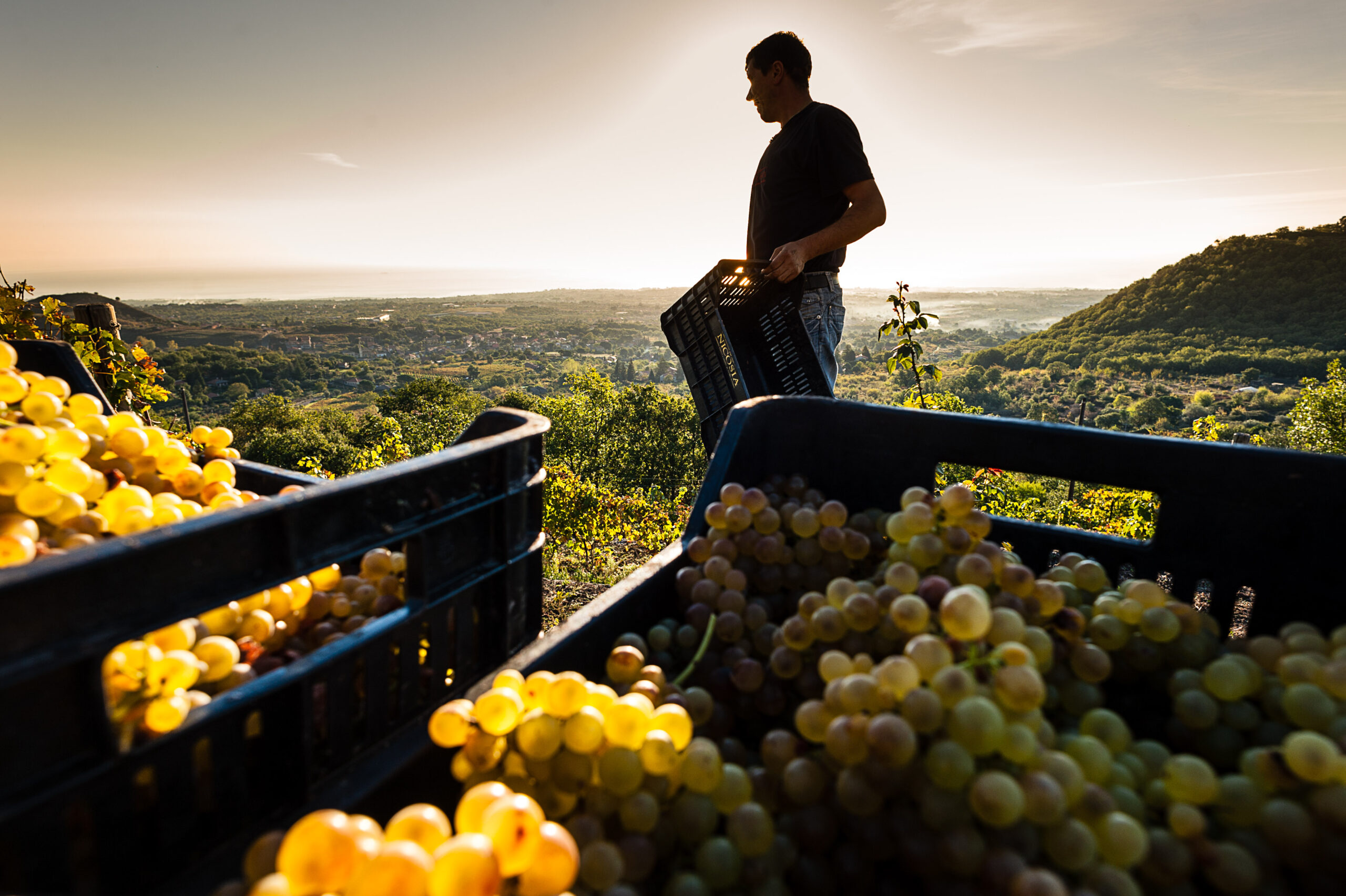 Etna Doc: qualità eccellente e ottime prospettive per la vendemmia 2022, foto da comunicato stampa