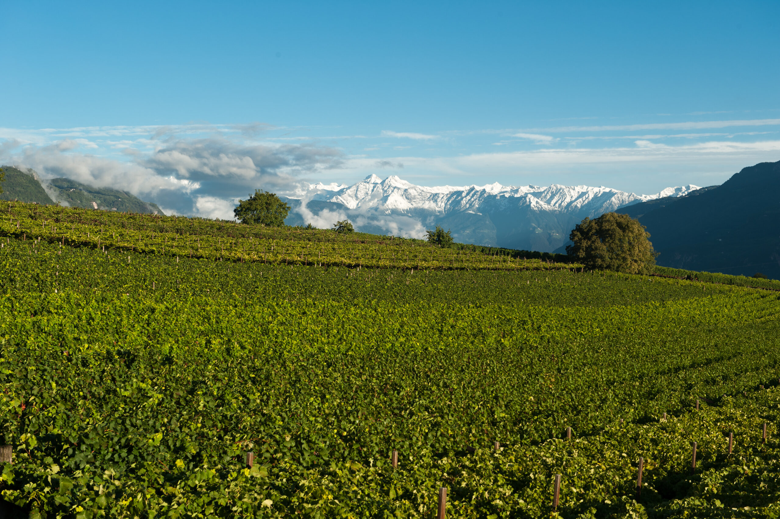 Girlan Landscape, foto da comunicato stampa