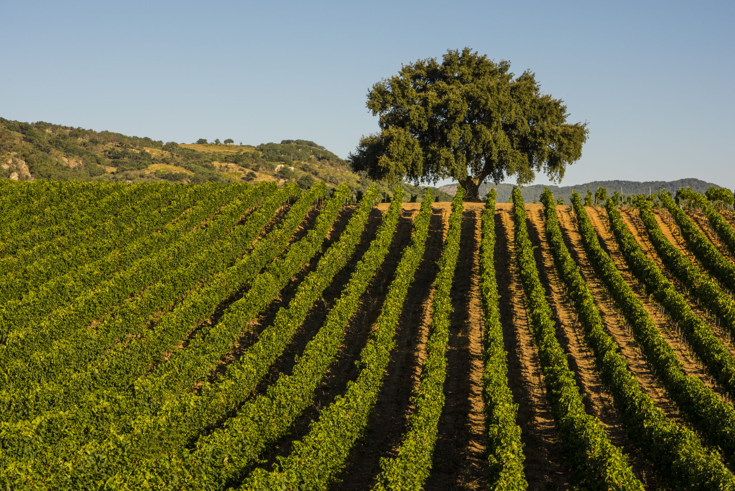 Quercia Vigneti SCristina Gela, Cantina Baglio di Pianetto, foto da comunicato stampa