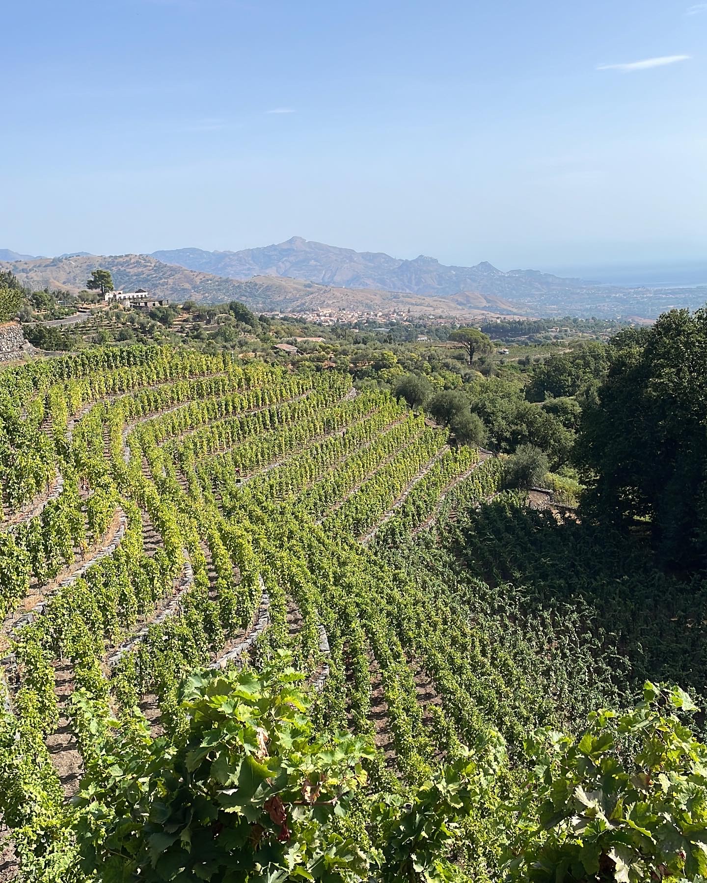 Vigneti terrazzati, articolo: Consorzio Vini Etna DOC organizza Etna Days 2022, foto da comunicato stampa