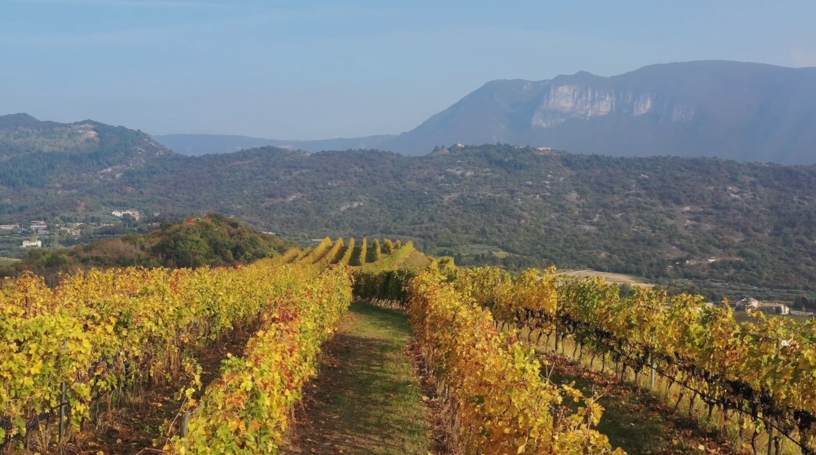 Parte Vinitaly on tour, il progetto on the road alla scoperta di cantine e territori, un viaggio lungo lo stivale con Volkswagen veicoli commerciali mobility partner 2023, foto da comunicato stampa, tra le vigne visitate