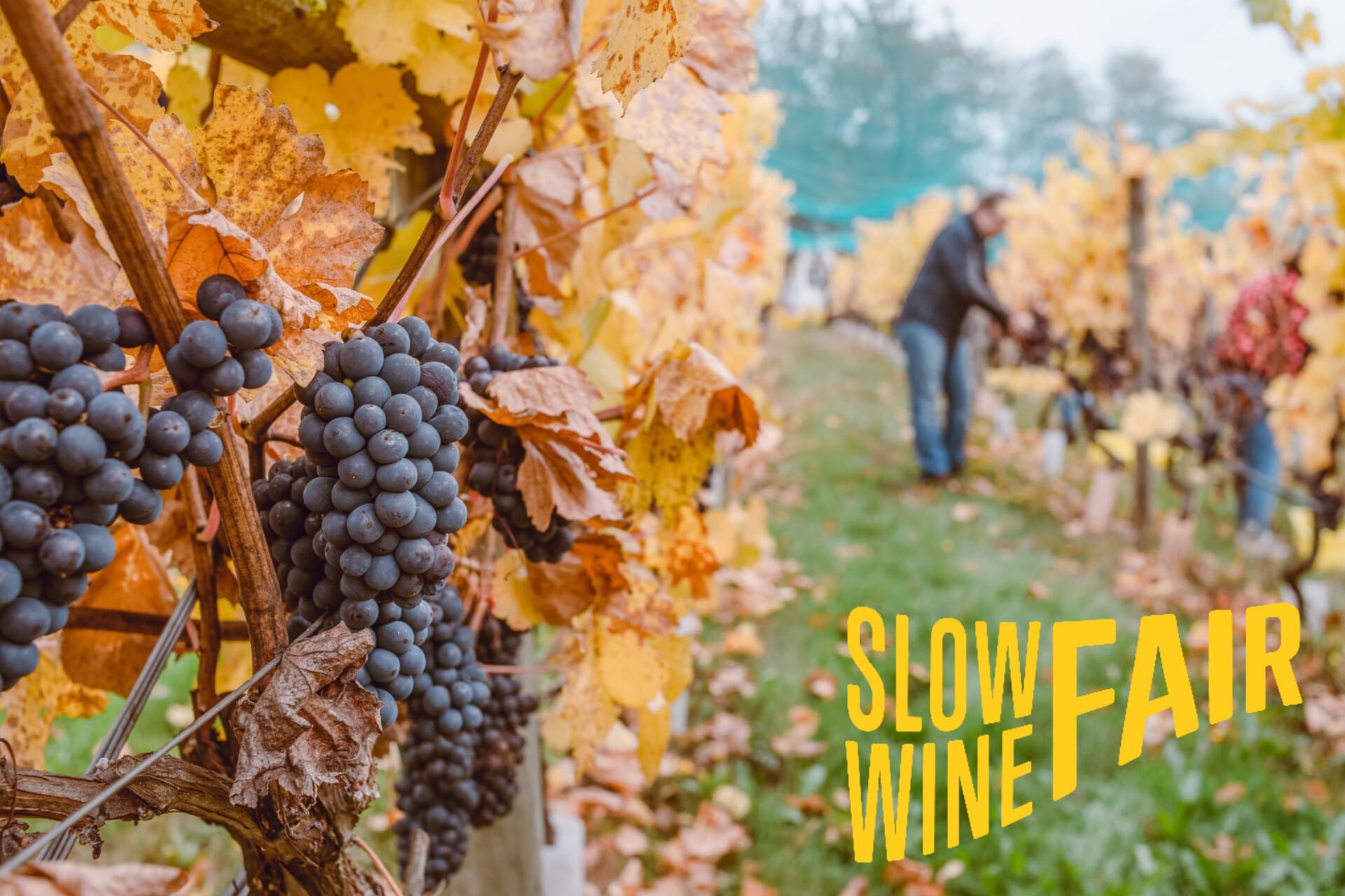 Slow Wine Fair 2023, foto da sito