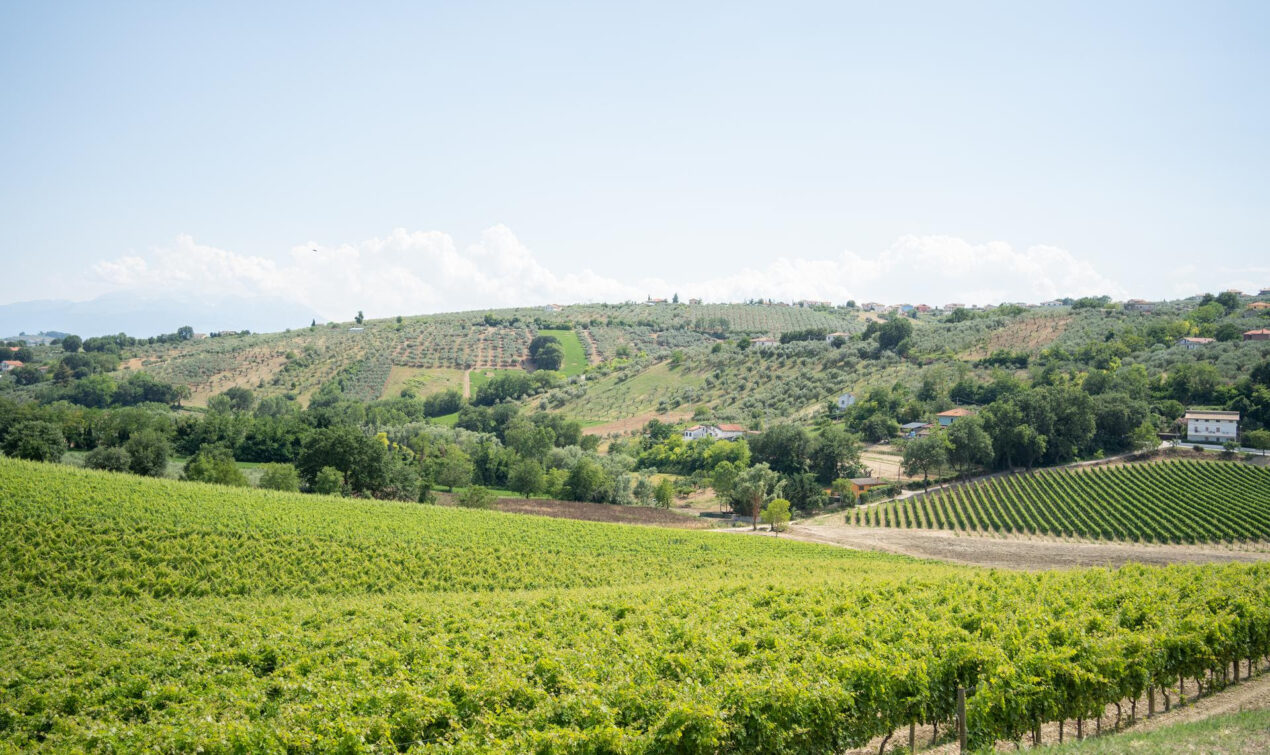 Il panorama di alcune vigne del territorio del Consorzio, foto da comunicato stampa