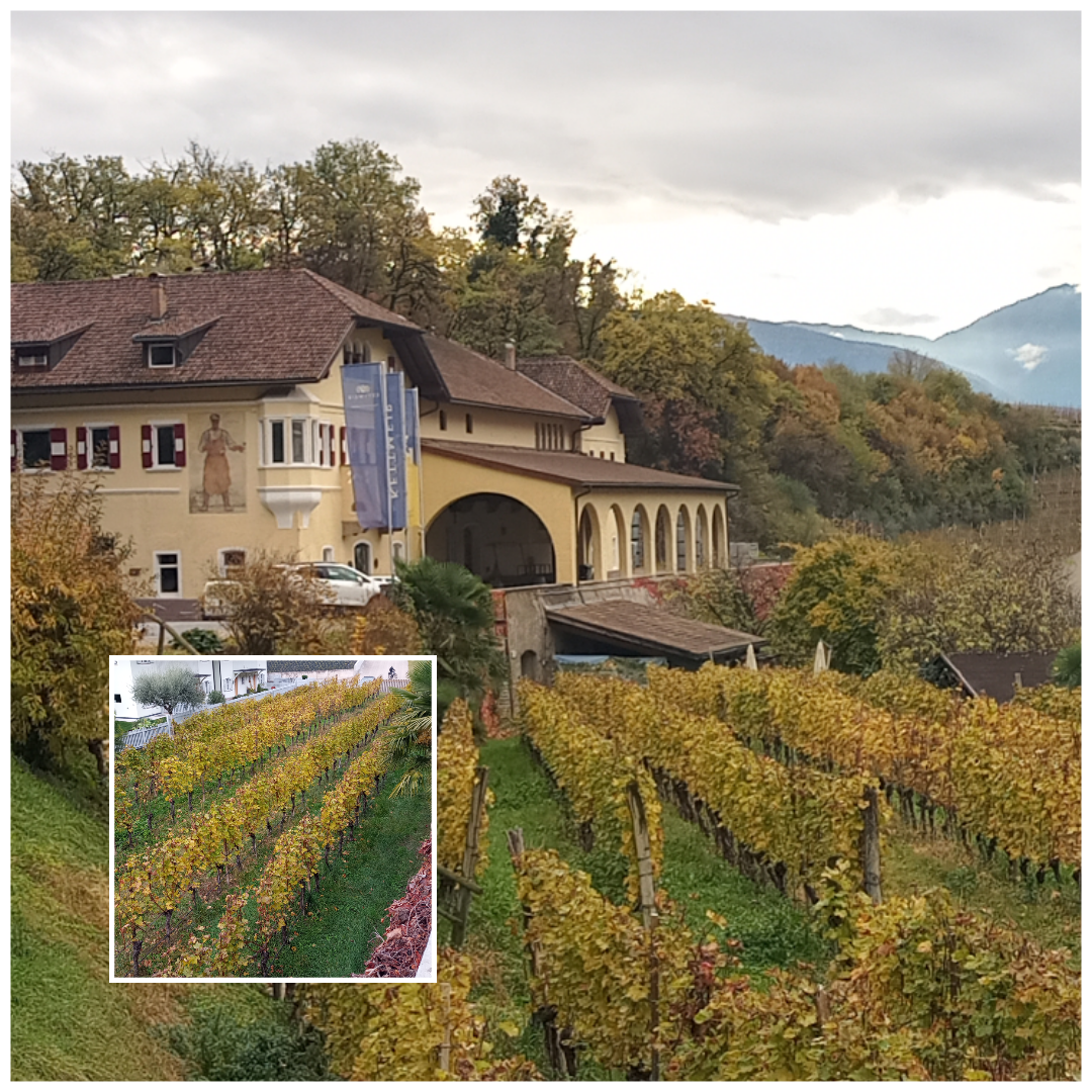 Moscato Rosa: unico vigneto di proprietà, foto di Cristina Santini