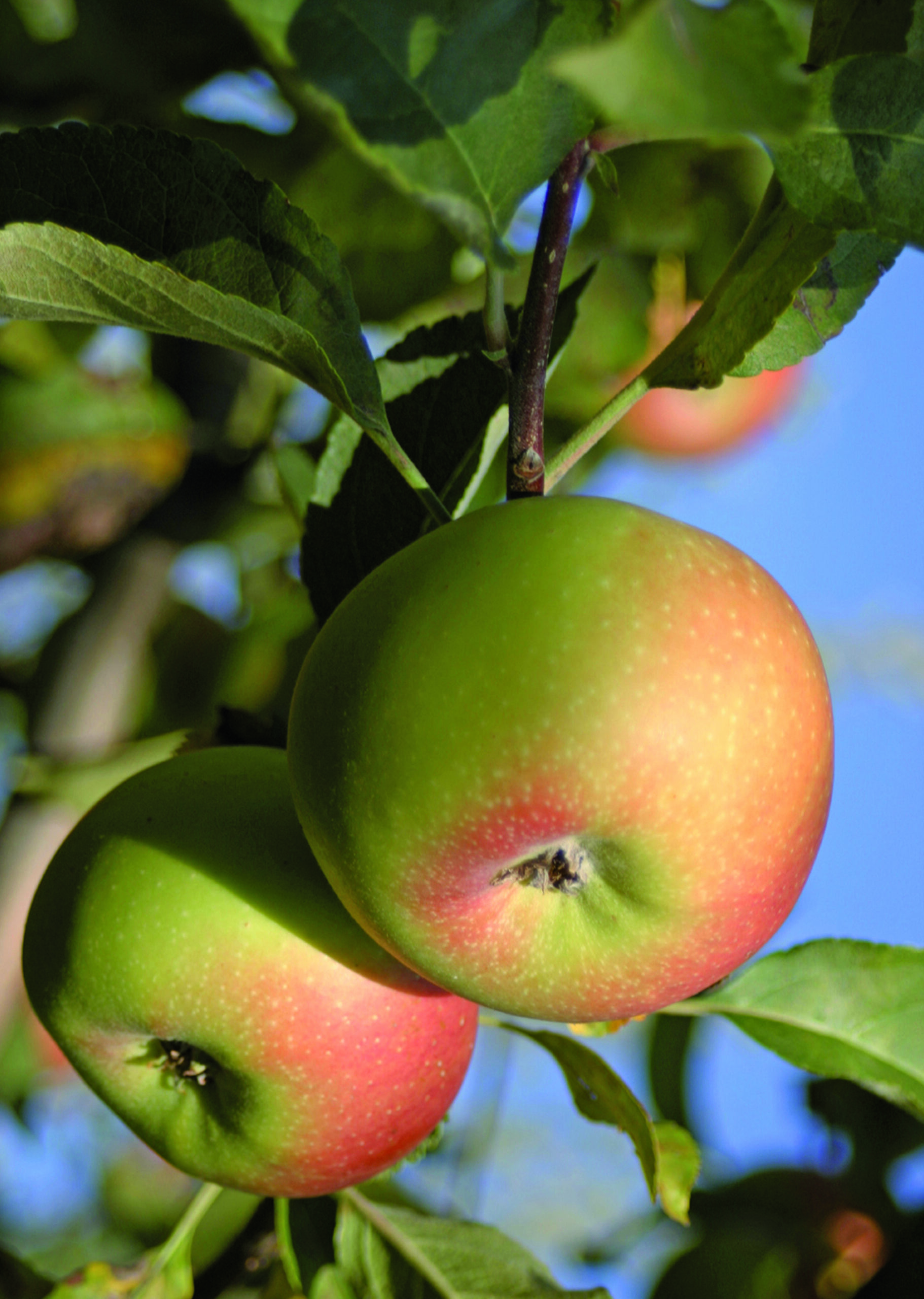 La mela rosa è la varietà di mela più famosa dell'azienda.