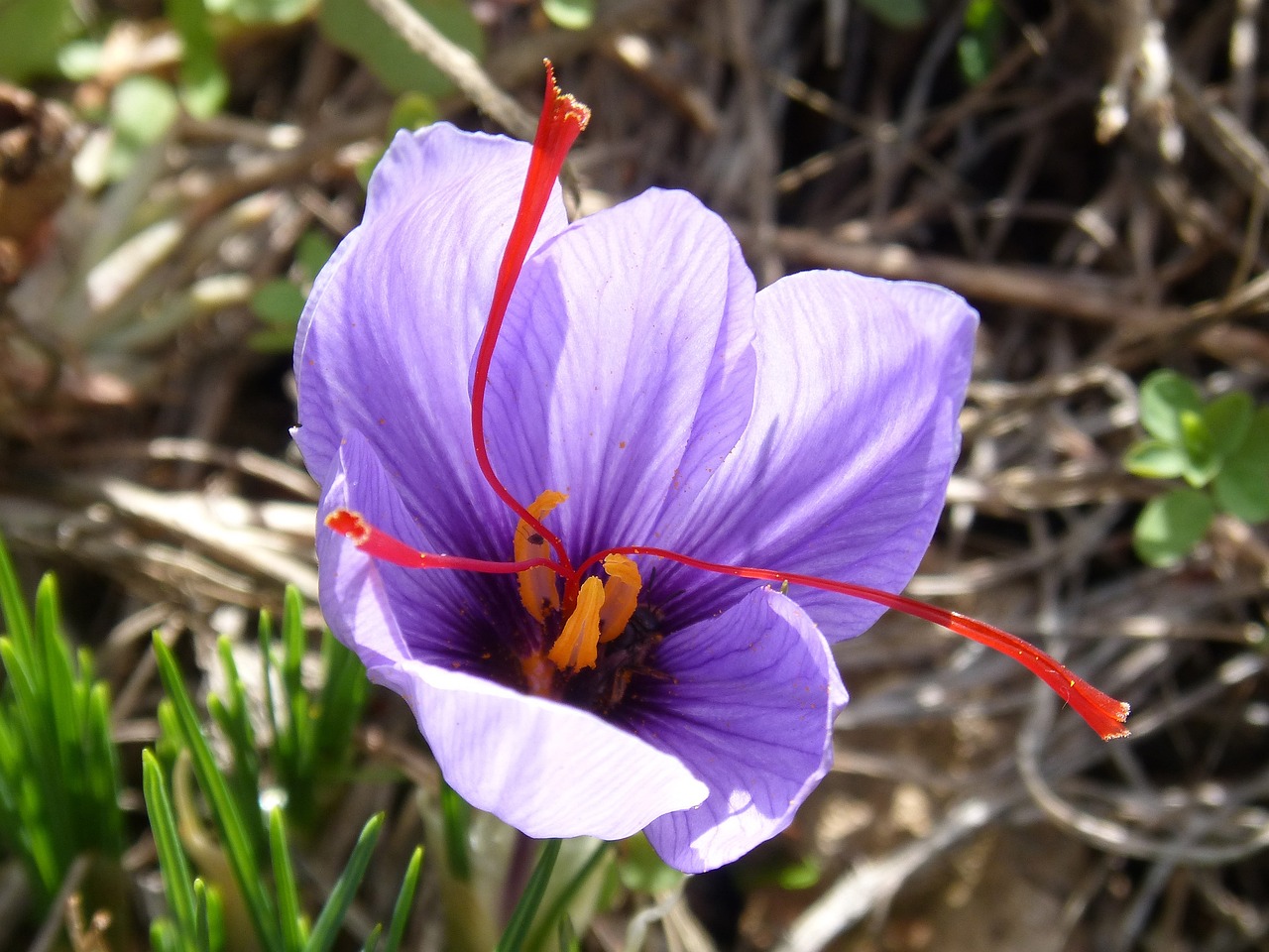 Il fiore aperto con i tre stimmi, foto da internet
