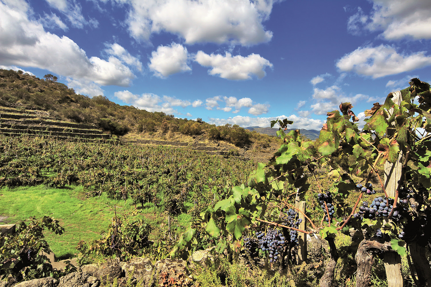 La Denominazione di Origine Controllata dei vini Etna nasce nel 1968, come la prima fondata in Sicilia e tra le prime create in Italia, foto da comunicato stampa