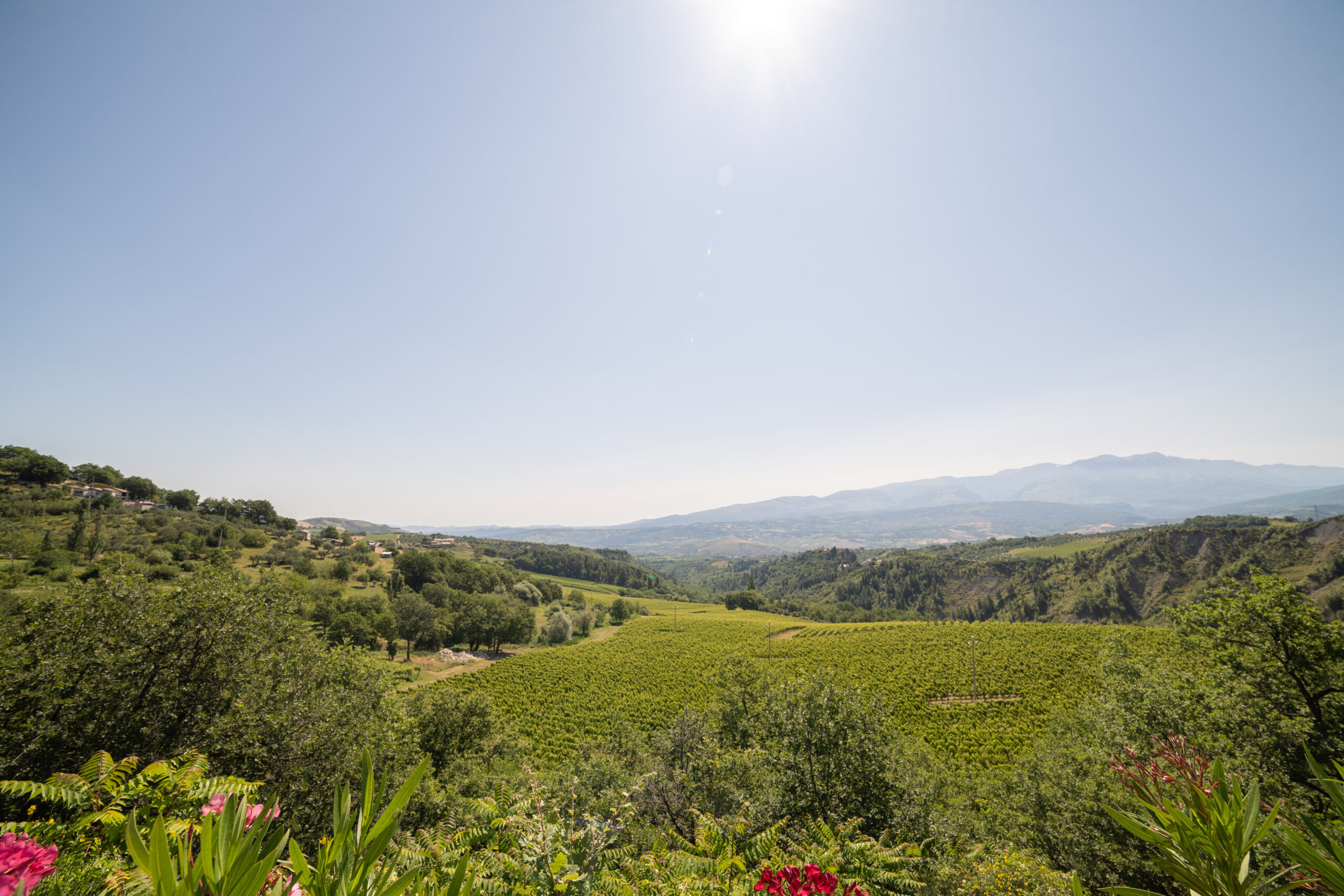 Il territorio dei vini d'Abruzzo, foto da comunicato stampa