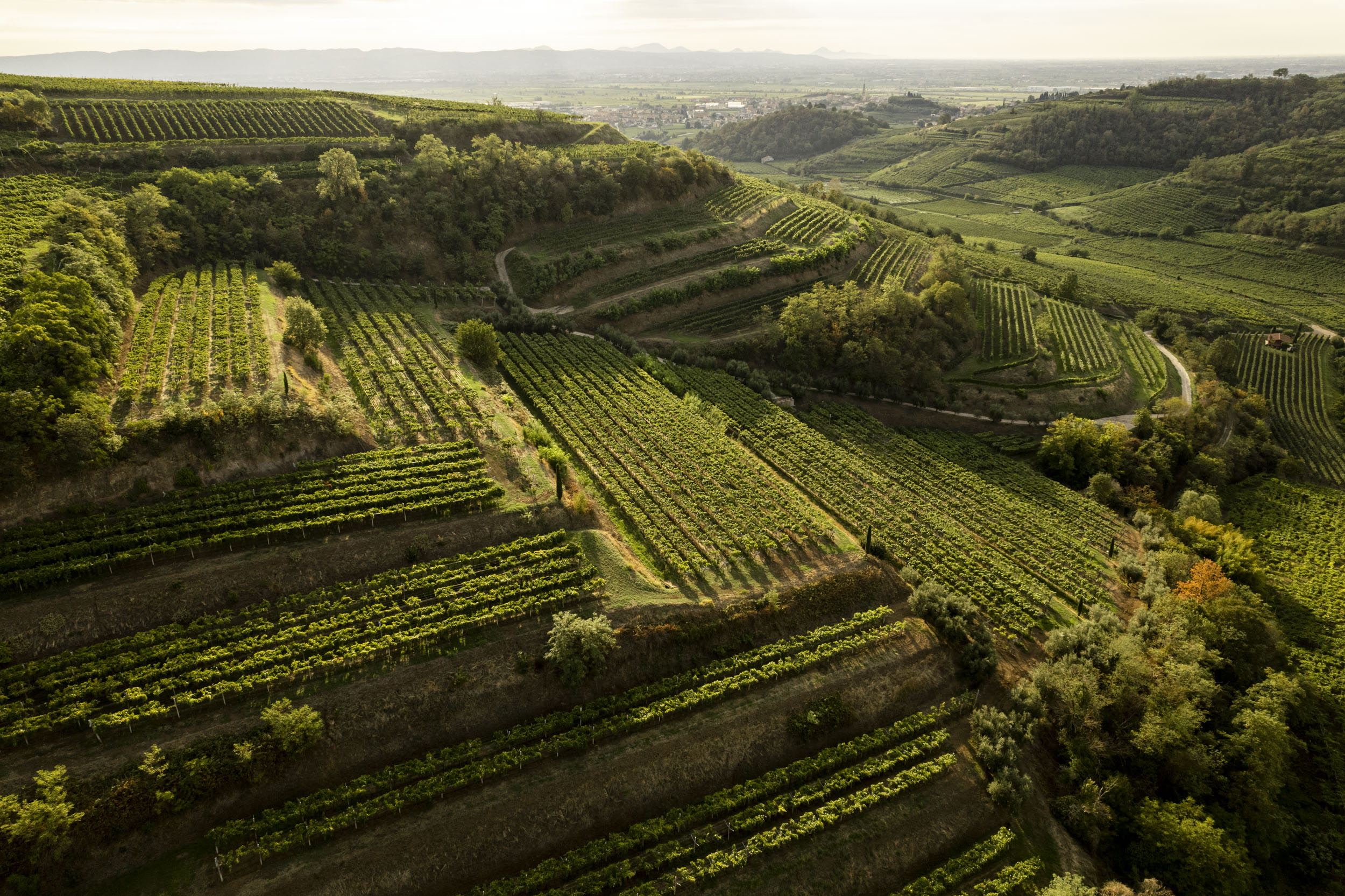 Alcuni vigneti della cantina, foto da comunicato stampa