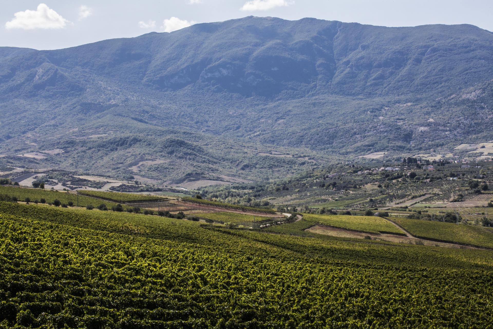 Alcune vigne abruzzesi, foto da comunicato stampa