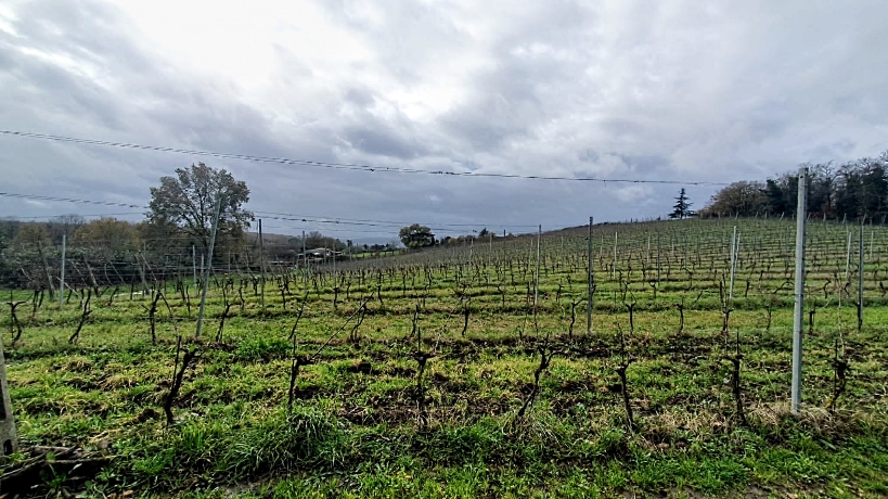 Vigneto Montecardeto, articolo: Cantina Morichelli 2023 di Partners in Wine, foto delle autrici