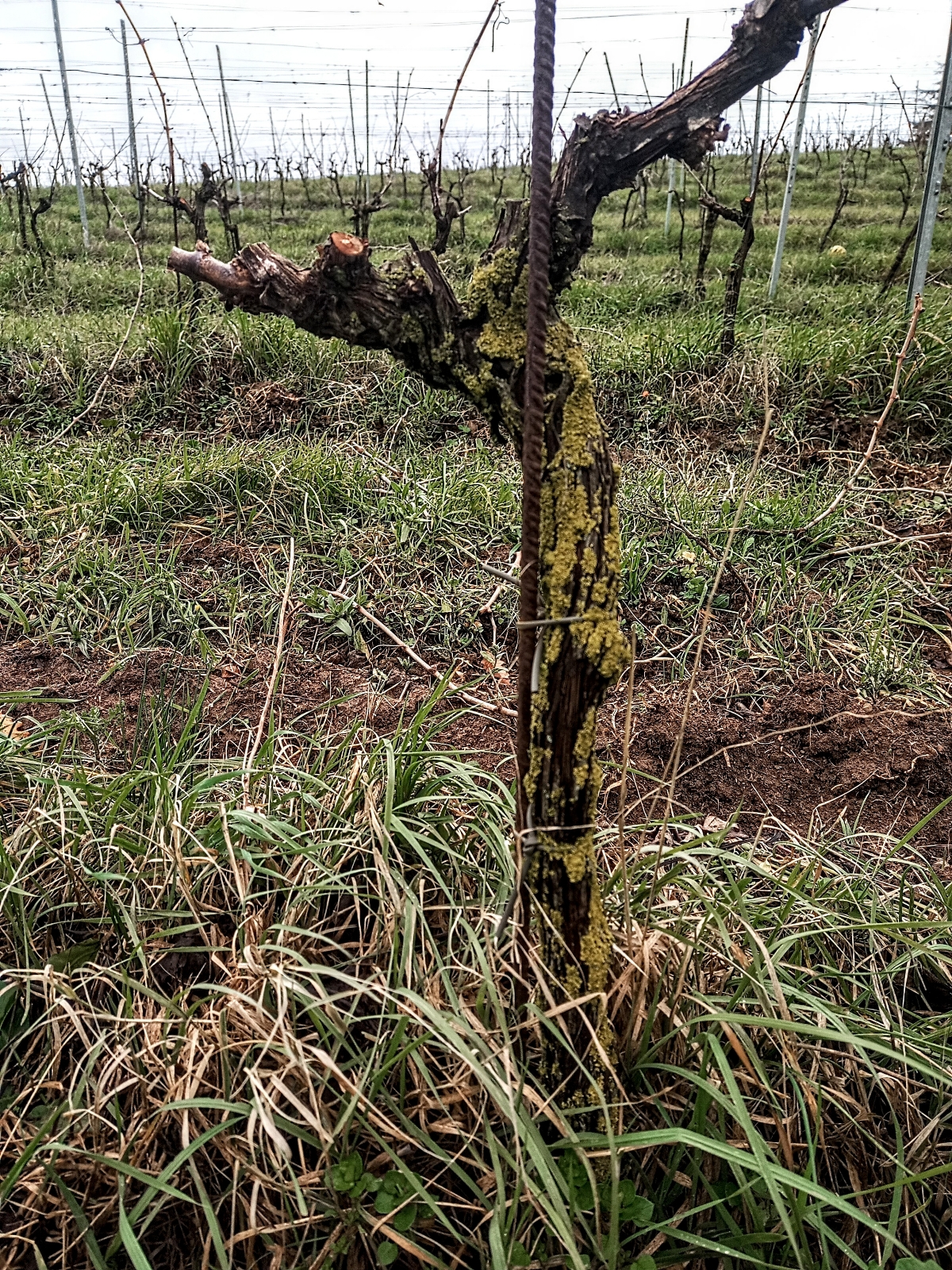 La vigna che genera dei vini strepitosi della cantina Morichelli, foto di partners in Wine