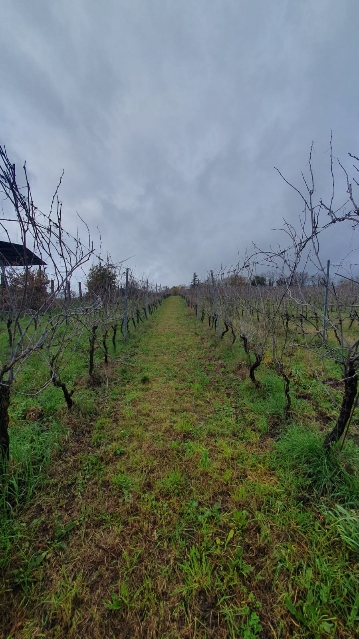 I filari del Vigneto Montecardeto, cantina Morichelli, foto di Partners in Wine