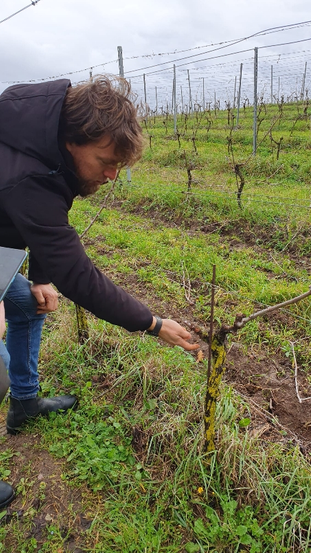 I capi a frutto e la legatura del Violone, cantina Morichelli, foto di Partners in Wine