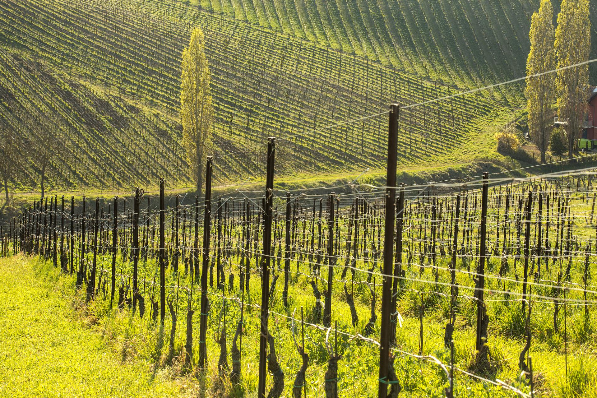 Tenuta Mazzolino's vineyards, article: Tours, fairs, the world inside the glass of Tenuta Mazzolino 2023, photo from the site