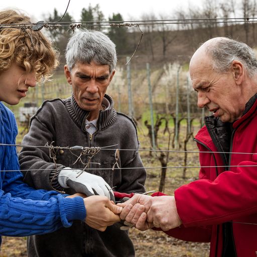 Una parte della famiglia all'opera nelle vigne, articolo: Filari di Timorasso 2020 dell’Azienda Agricola Luigi Boveri, foto da comunicato stampa