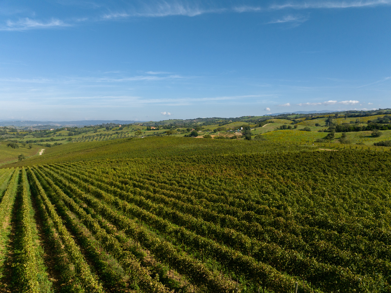 Vigneto in Maremma, Toscana, articolo: Maremma, Terra del Ciliegiolo DOC, altri Ciliegioli d’Italia, foto da comunicato stampa