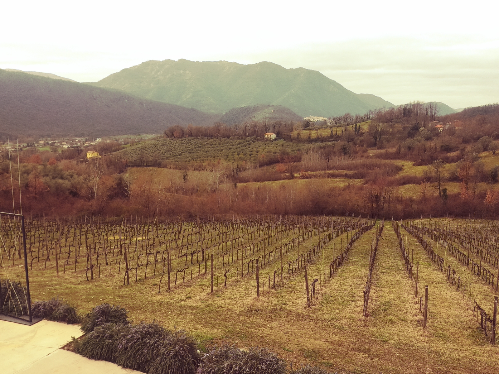 I vigneti intorno alla Antica Tenuta Palombo, foto dell'autrice