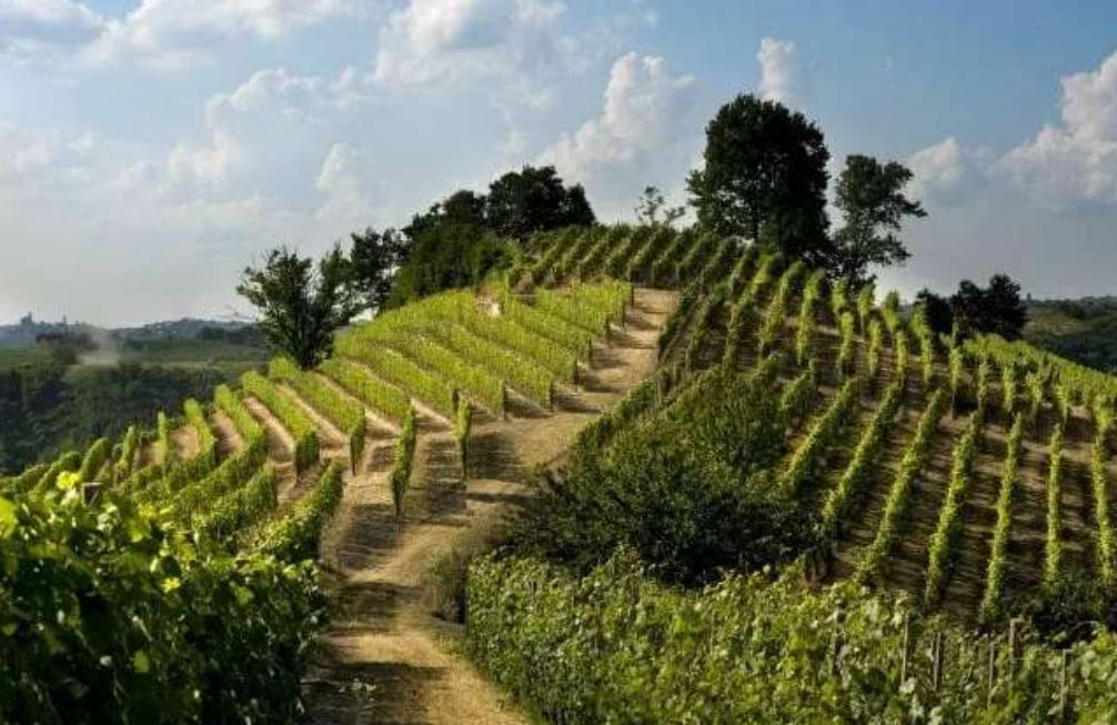 Cascina Boschetti vissuta di sensi al Vinitaly 2023, i vigneti, foto da sito