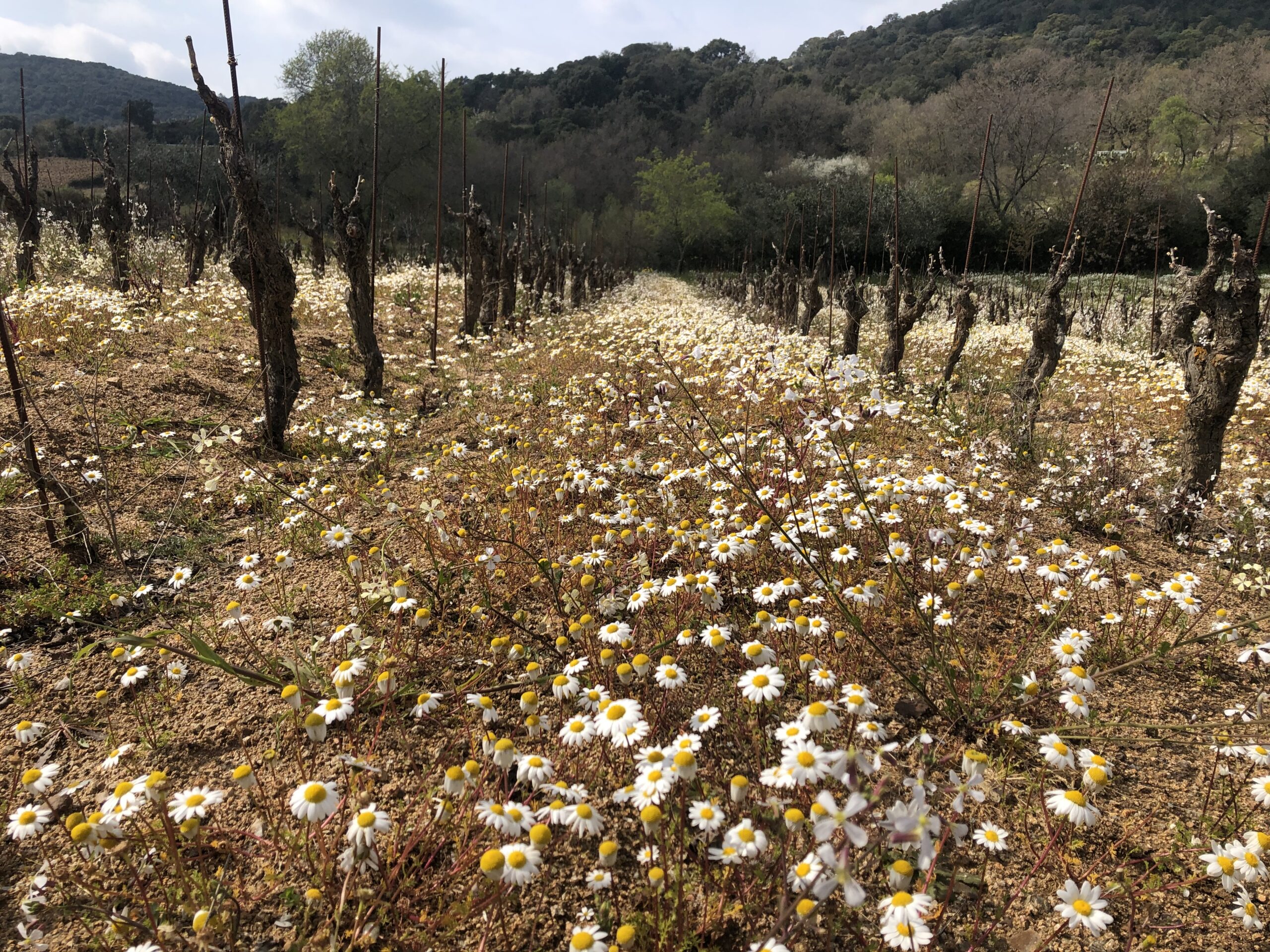 Bianchi, articolo: Bentu Luna Economia Agricola Circolare 2023, Neoneli, foto da sito