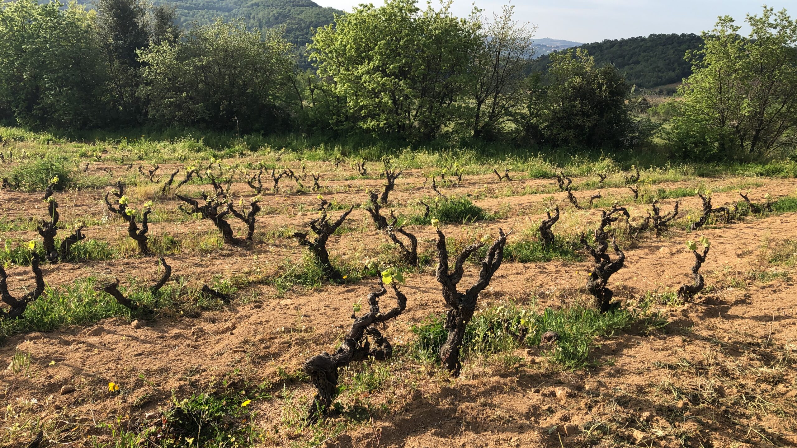 Parcella di vigneto storico, articolo: Bentu Luna Economia Agricola Circolare 2023, Neoneli, foto da sito