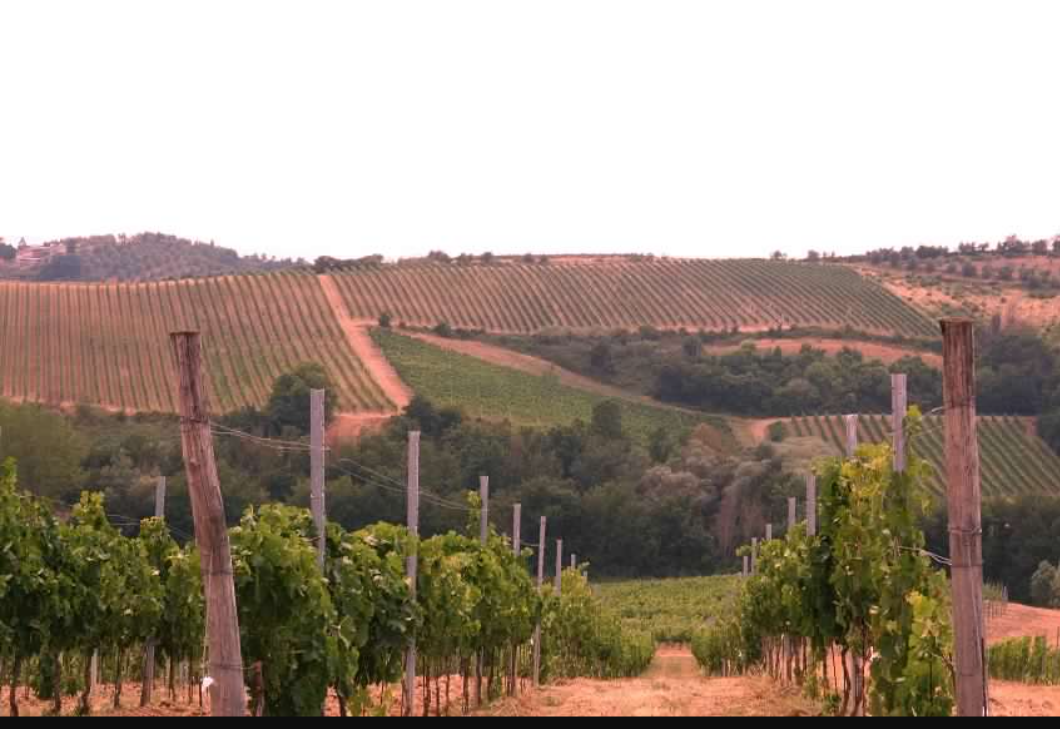 I vigneti di Fattoria Montellori, foto da sito, articolo di Cristina Santini