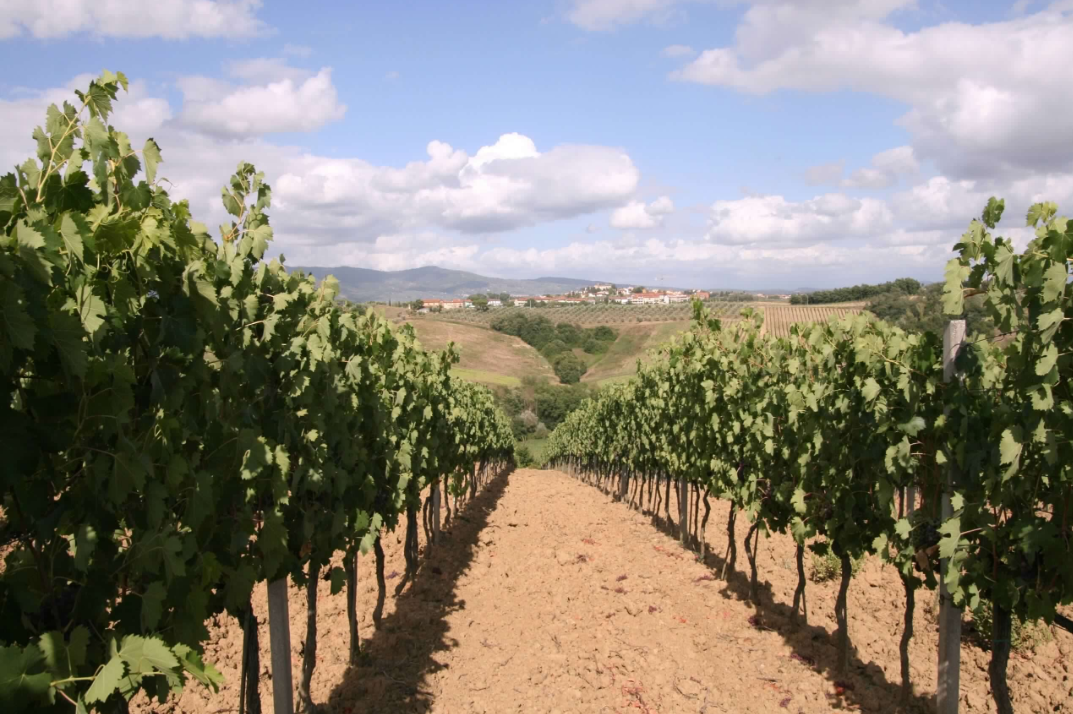 I vigneti di Fattoria Montellori, articolo di Cristina Santini