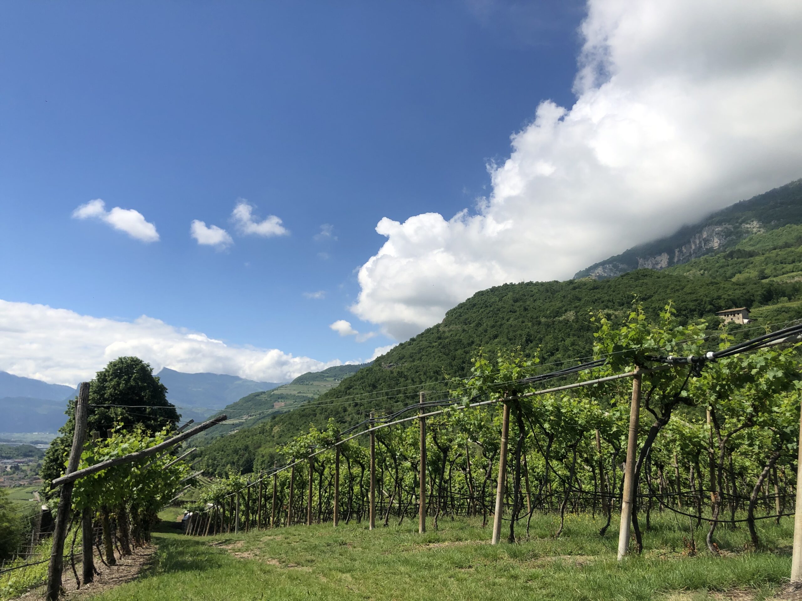 Vigneti Letrari, foto originale dall'azienda