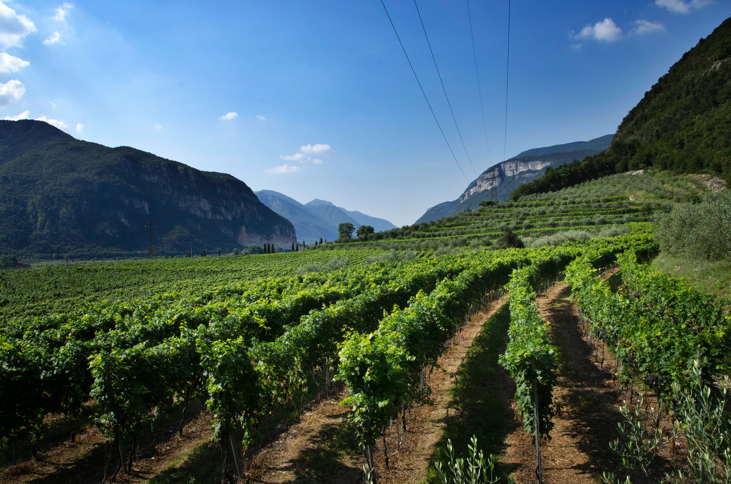 Letrari vigneti, foto originale dall'azienda