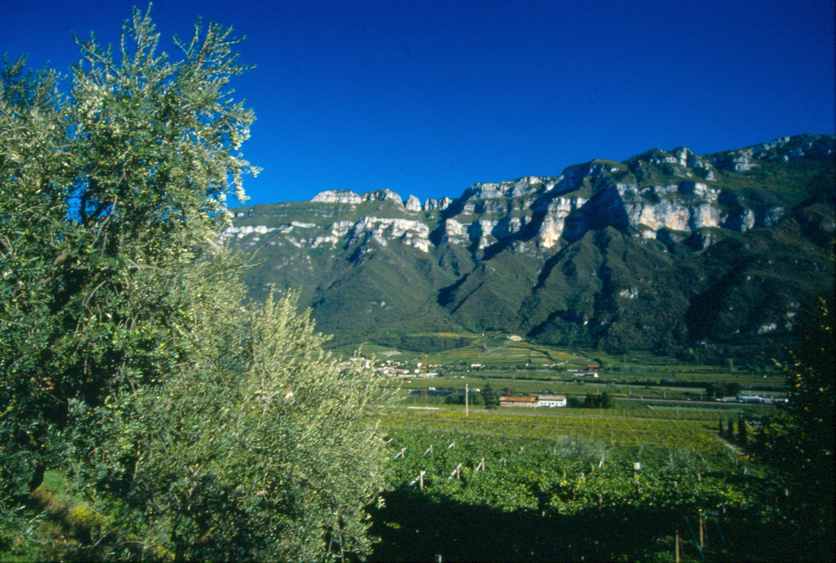 Letrari vigneto Campom, foto originale dall'azienda