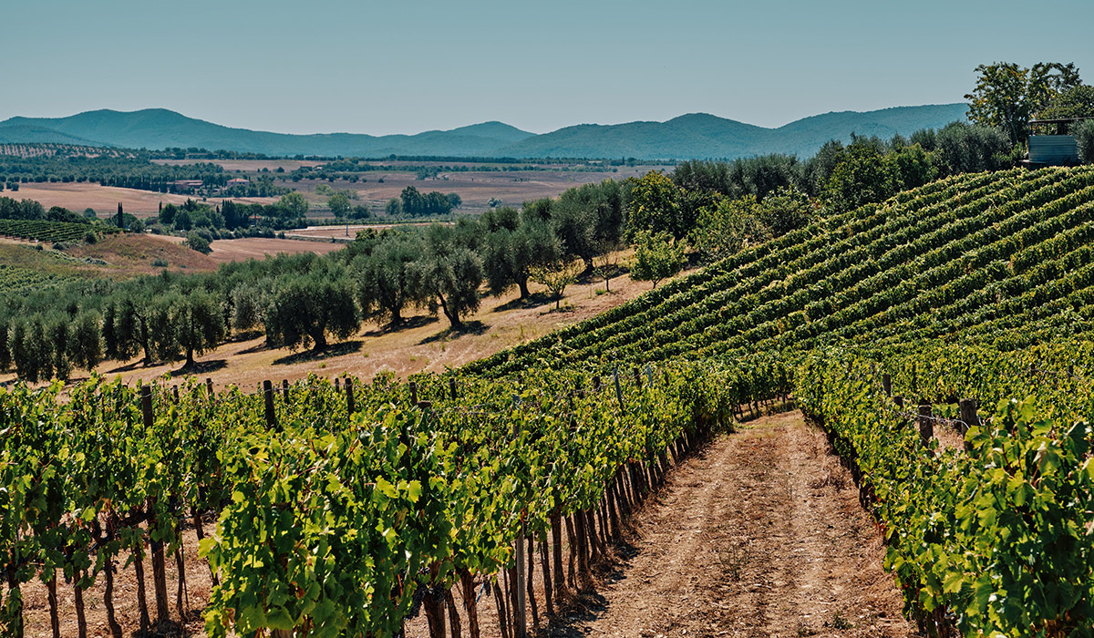 Rosso Morellino: maggio 2023 denominazione storica Maremma, foto da comunicato stampa