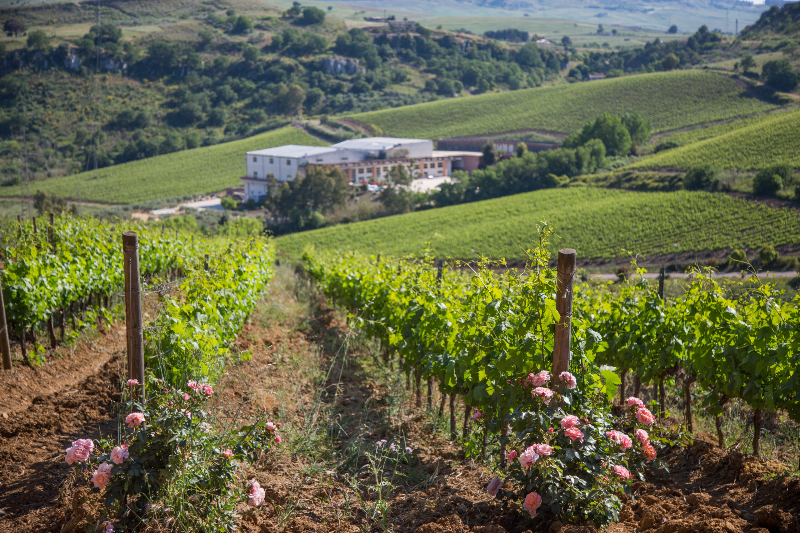 Tenuta Baglio di Pianetto con le sue vigne, Cantine Aperte 2023, foto da comunicato stampa