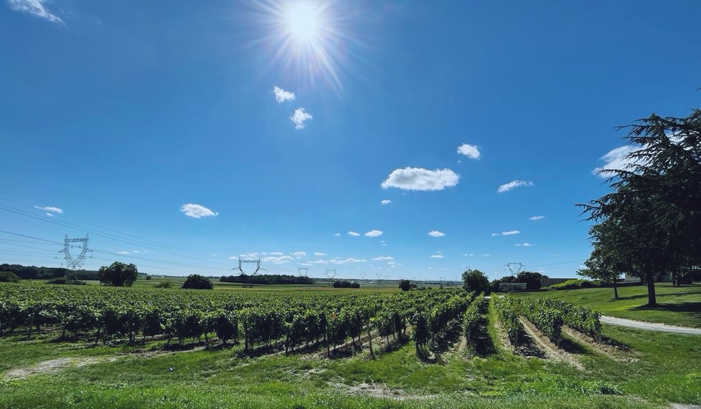 VIGNA CLOS DE CORDELIERS, articolo: Valle della Loira 2023, tra tanti Re una Regina, foto di Elsa Leandri