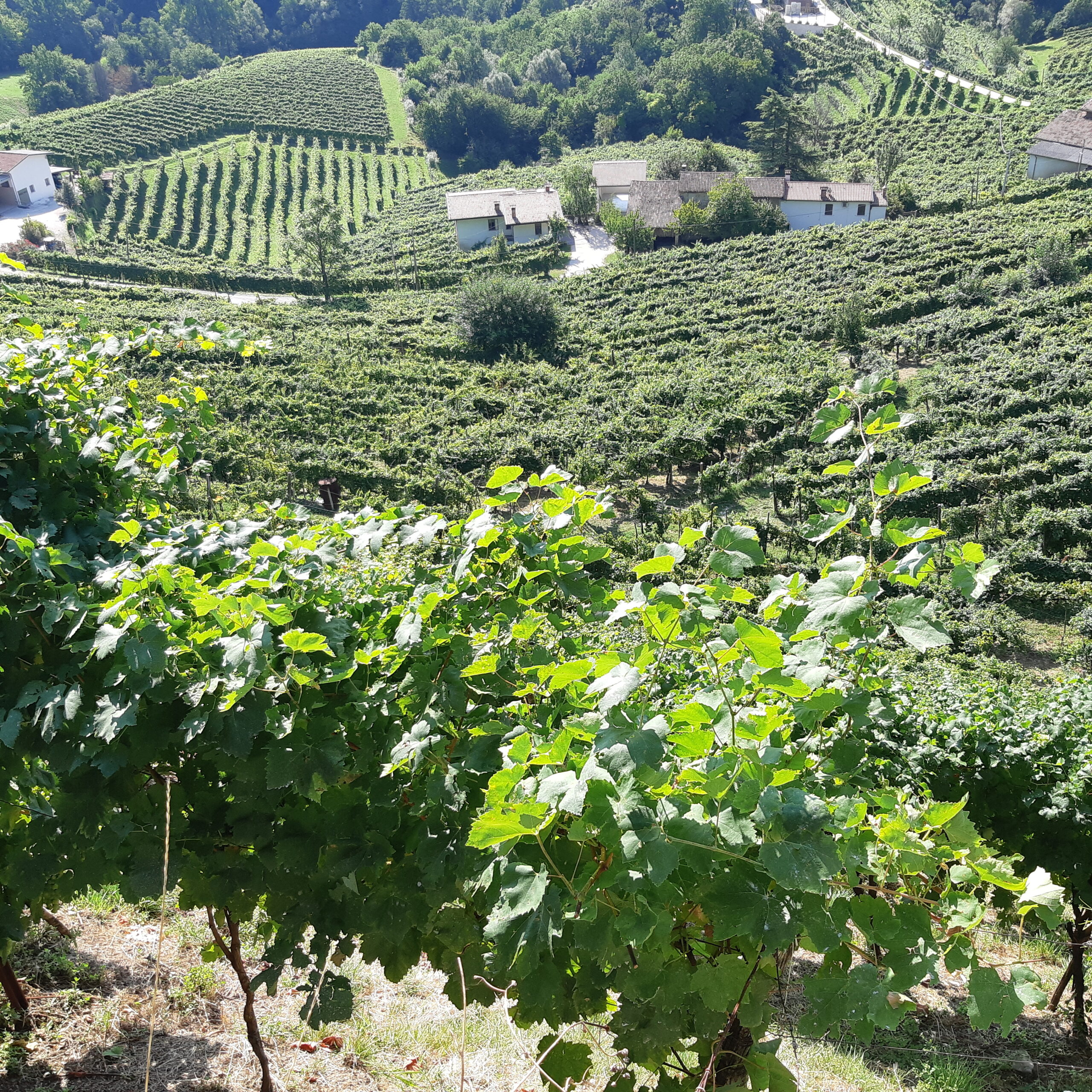 Prosecco dal 1754: Alla Scoperta del Vino degli Dei, foto di Carol Agostini