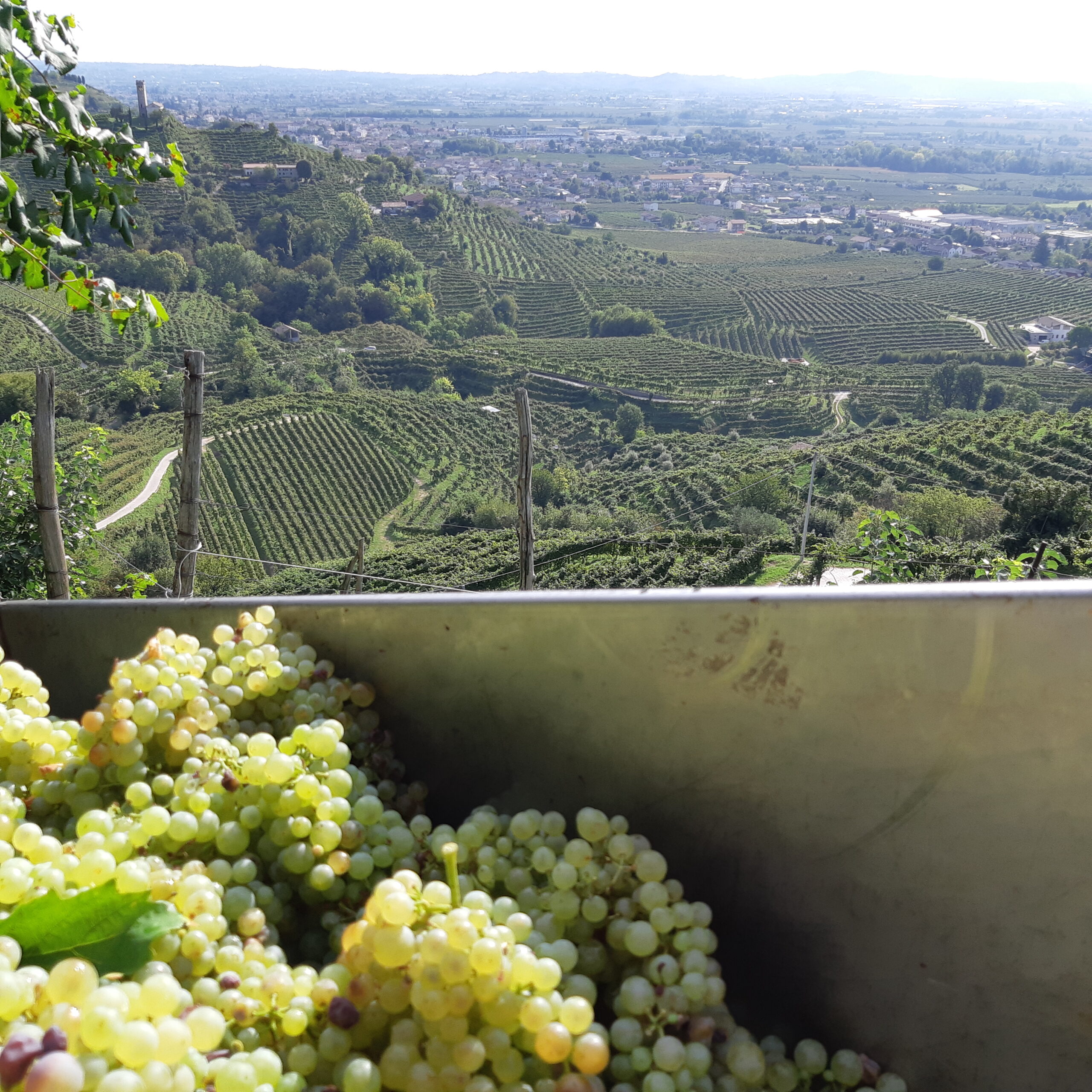 Prosecco dal 1754: Alla Scoperta del Vino degli Dei, foto di Carol Agostini