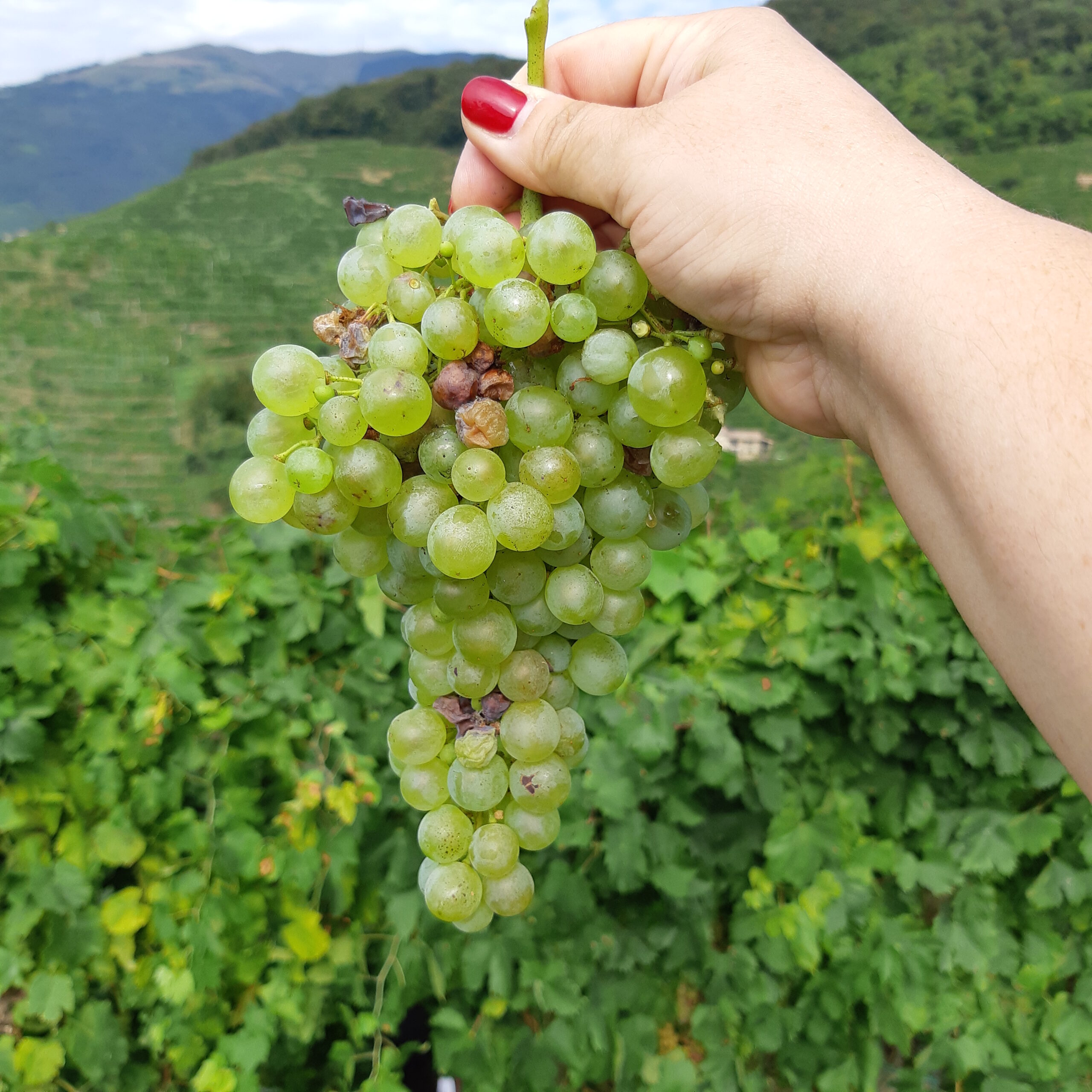 Prosecco dal 1754: Alla Scoperta del Vino degli Dei, foto di Carol Agostini