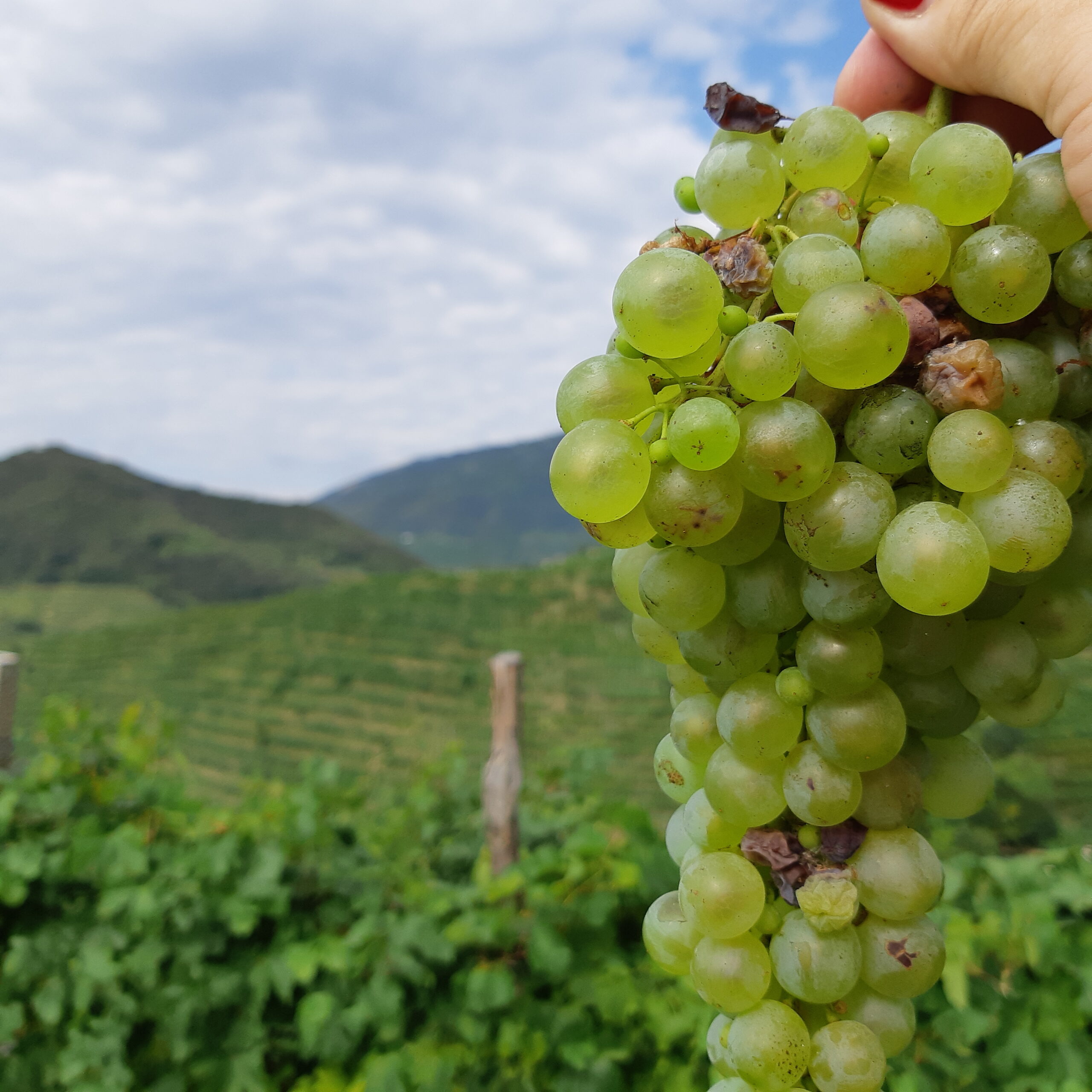 Prosecco dal 1754: Alla Scoperta del Vino degli Dei, foto autrice articolo