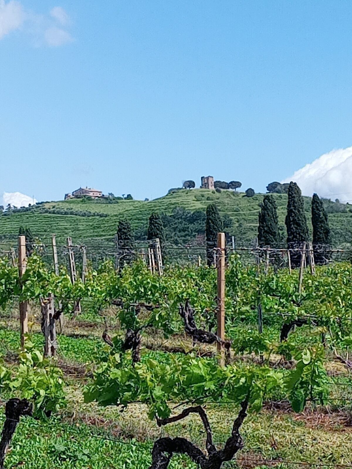 I vigneti terrazzati, Articolo: PROGETTO ROMA DOCet 2023, un viaggio sensoriale intenso, foto di Cristina Santini