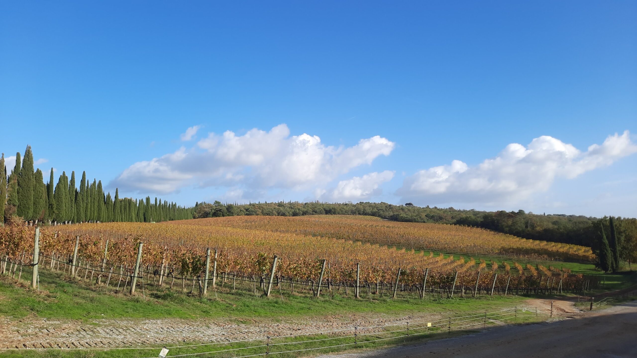 Tenuta di Arceno 2023, viaggio nel Chianti Classico, foto di Adriano Guerri, Vigneto di fronte alla Cantina