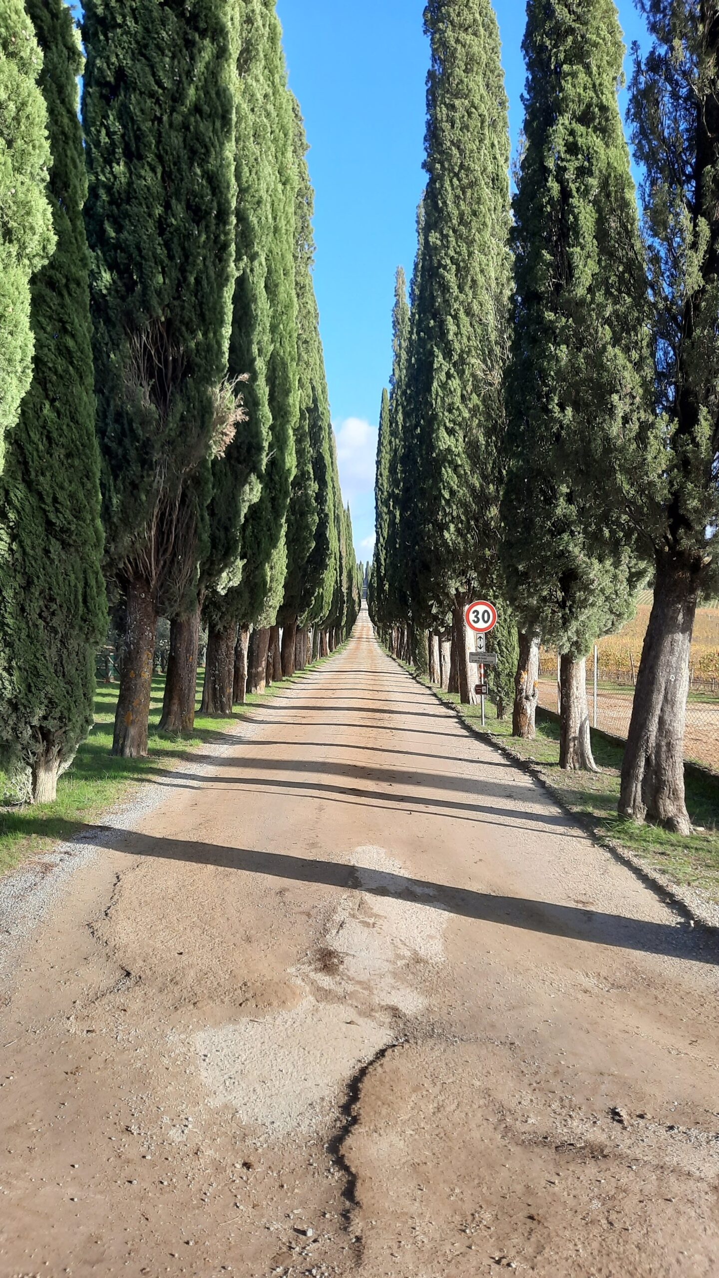 Tenuta di Arceno 2023, viaggio nel Chianti Classico, foto di Adriano Guerri, Il viale di Cipressi ingresso Tenuta